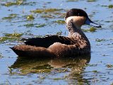 Hottentot teal Bont eend  Hottentot Teal Bonteend : frieda